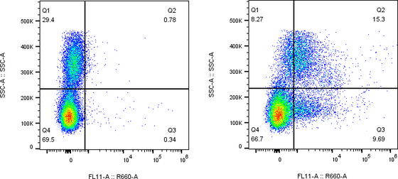 Rabbit-anti KIR2DL3 monoclonal antibody