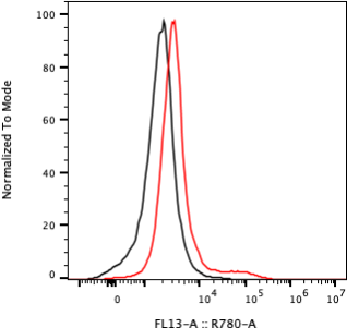Rabbit-anti KIRREL1 monoclonal antibody
