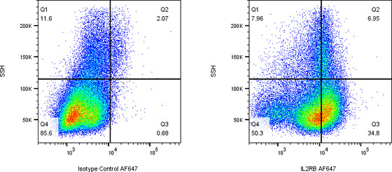 Rabbit-anti IL2RB monoclonal antibody