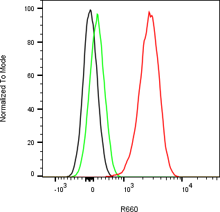 Rabbit-anti C1QTNF1 monoclonal antibody