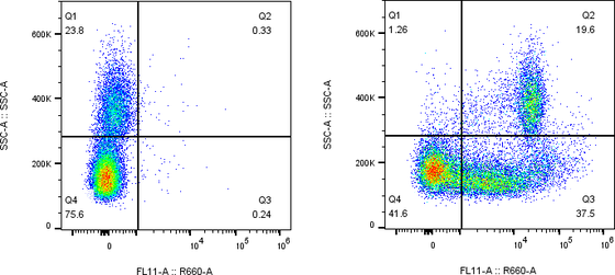 Rabbit-anti CD38 monoclonal antibody