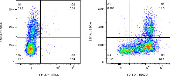 Rabbit-anti FAS monoclonal antibody