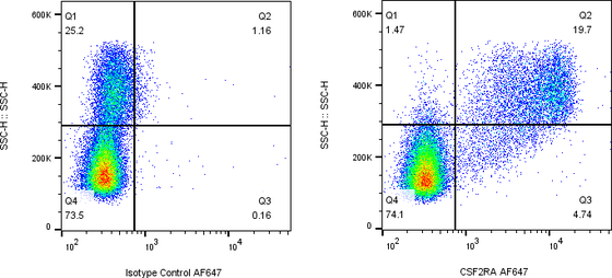 Rabbit-anti CSF2RA monoclonal antibody