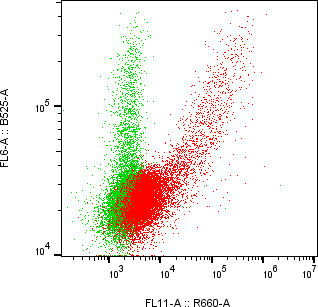Rabbit-anti AMTN monoclonal antibody