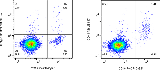 Rabbit-anti CD40 monoclonal antibody