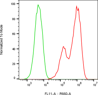 Rabbit-anti sclerostin monoclonal antibody
