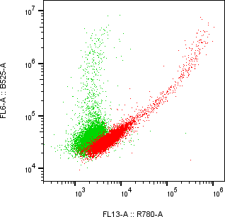 Rabbit-anti KIRREL1 monoclonal antibody