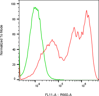 Rabbit-anti CSH2 monoclonal antibody