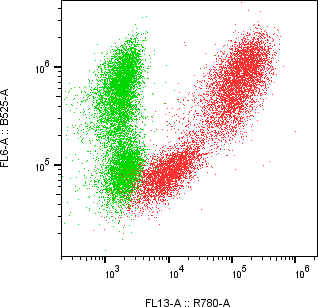 Rabbit-anti THY1 monoclonal antibody