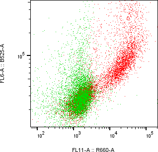 Rabbit-anti KIRREL3 monoclonal antibody