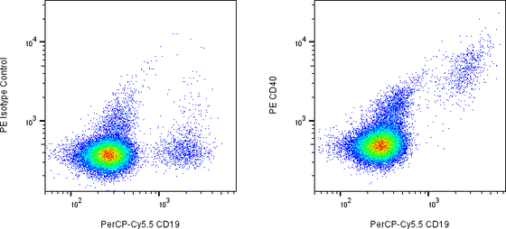 Rabbit-anti CD40 monoclonal antibody