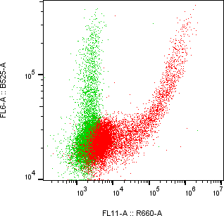 Rabbit-anti AMTN monoclonal antibody