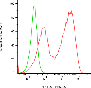 Rabbit-anti COL15A1 monoclonal antibody