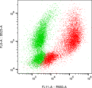 Rabbit-anti ICAM1 monoclonal antibody