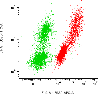 Rabbit-anti TTR monoclonal antibody