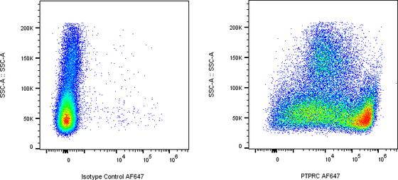 Rabbit-anti PTPRC monoclonal antibody