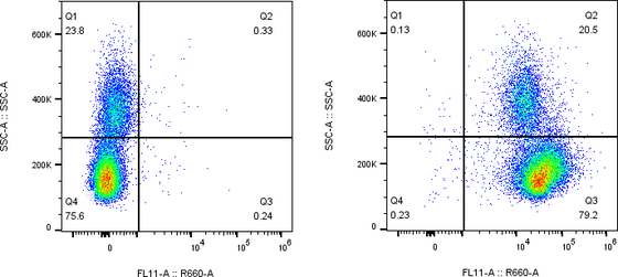 Rabbit-anti CD81 monoclonal antibody