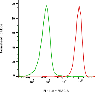 Rabbit-anti THY1 monoclonal antibody