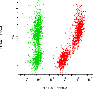 Rabbit-anti BAMBI monoclonal antibody