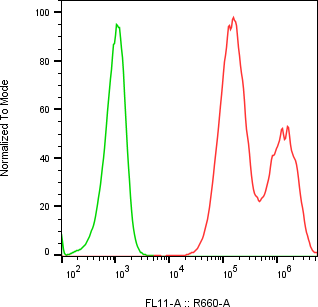 Rabbit-anti CD200 monoclonal antibody