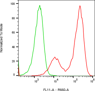 Rabbit-anti CTSO monoclonal antibody