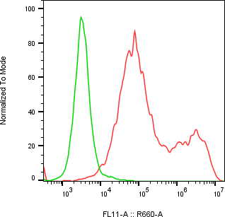 Rabbit-anti LRRN1 monoclonal antibody