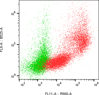 Rabbit-anti ITGB5 monoclonal antibody