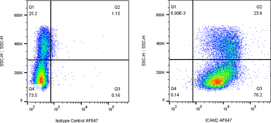 Rabbit-anti ICAM2 monoclonal antibody
