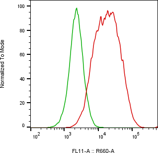 Rabbit-anti ITGB5 monoclonal antibody