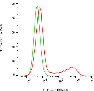Rabbit-anti CDH13 monoclonal antibody