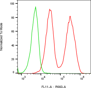 Rabbit-anti VMO1 monoclonal antibody