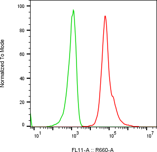 Rabbit-anti IGFBP5 monoclonal antibody