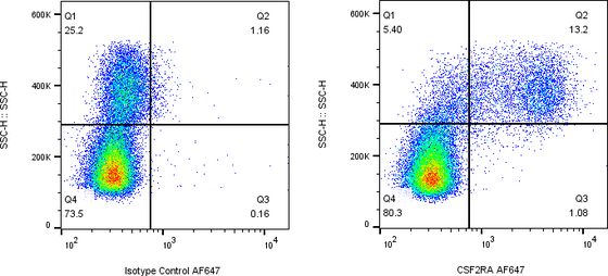 Rabbit-anti CSF2RA monoclonal antibody