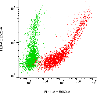 Rabbit-anti MXRA8 monoclonal antibody