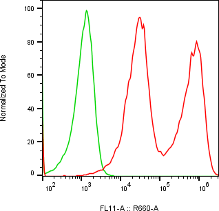Rabbit-anti CTSB monoclonal antibody