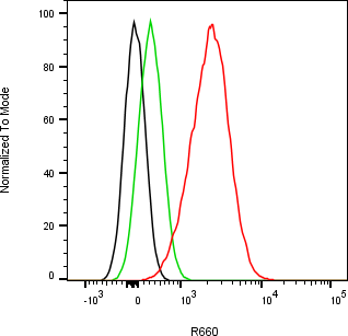 Rabbit-anti TIMP1 monoclonal antibody