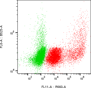 Rabbit-anti TSPAN8 monoclonal antibody