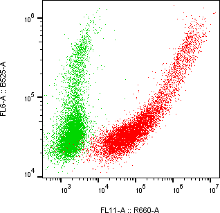 Rabbit-anti MXRA8 monoclonal antibody