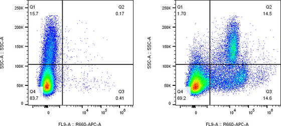 Rabbit-anti NCAM1 monoclonal antibody