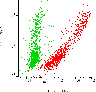 Rabbit-anti LRRN1 monoclonal antibody