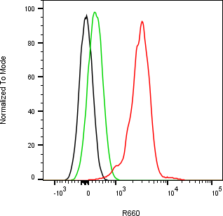 Rabbit-anti CTSB monoclonal antibody