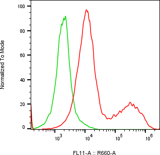 Rabbit-anti CHIT1 monoclonal antibody