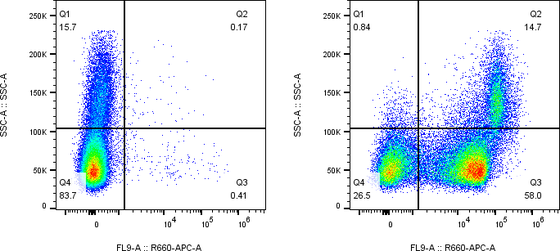 Rabbit-anti PECAM1 monoclonal antibody