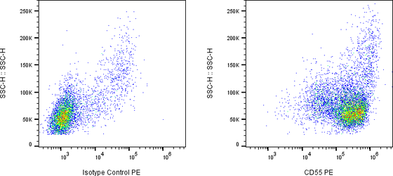 Rabbit-anti CD55 monoclonal antibody