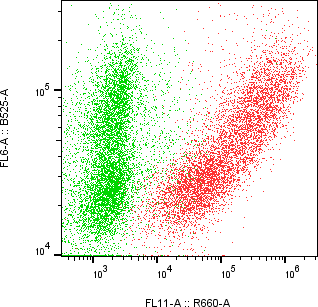 Rabbit-anti CST6 monoclonal antibody