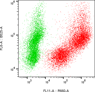 Rabbit-anti ORM2 monoclonal antibody