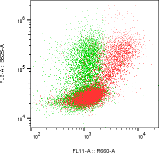 Rabbit-anti CRLF2 monoclonal antibody