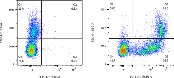 Rabbit-anti CD300C monoclonal antibody