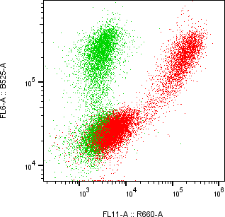 Rabbit-anti CTSO monoclonal antibody