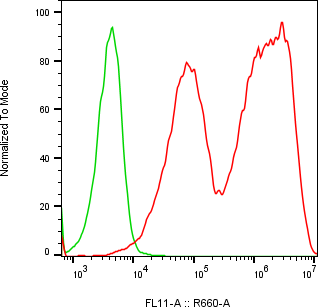 Rabbit-anti AMY2A monoclonal antibody